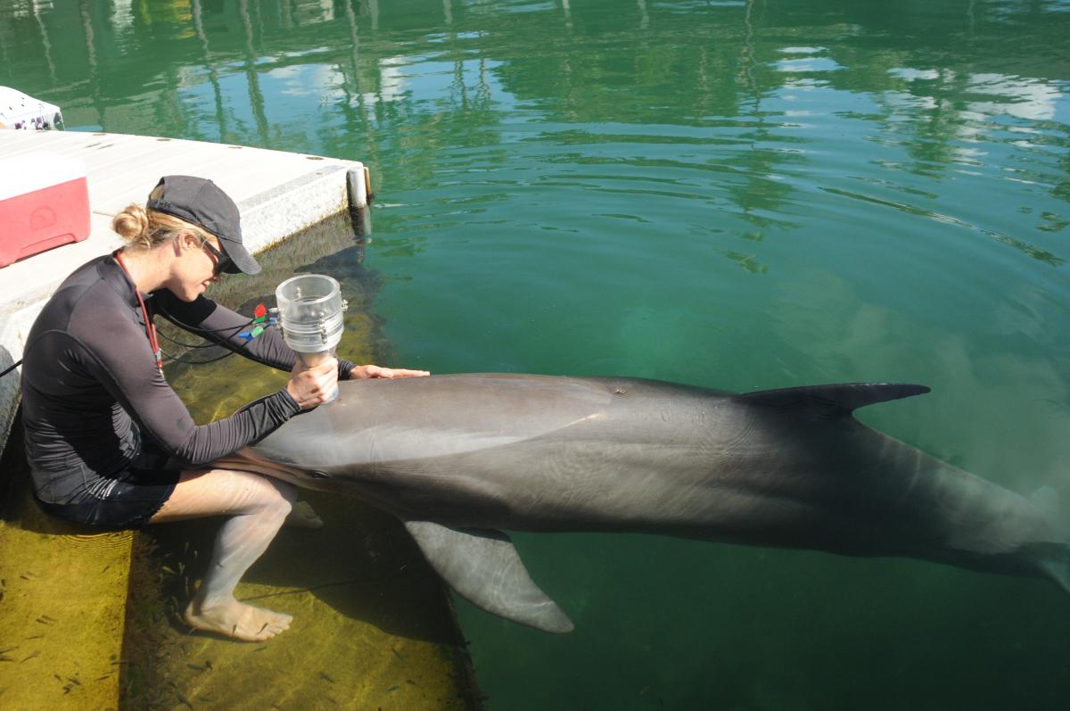 CapLung function testing/spirometry in a dolphin under human care.