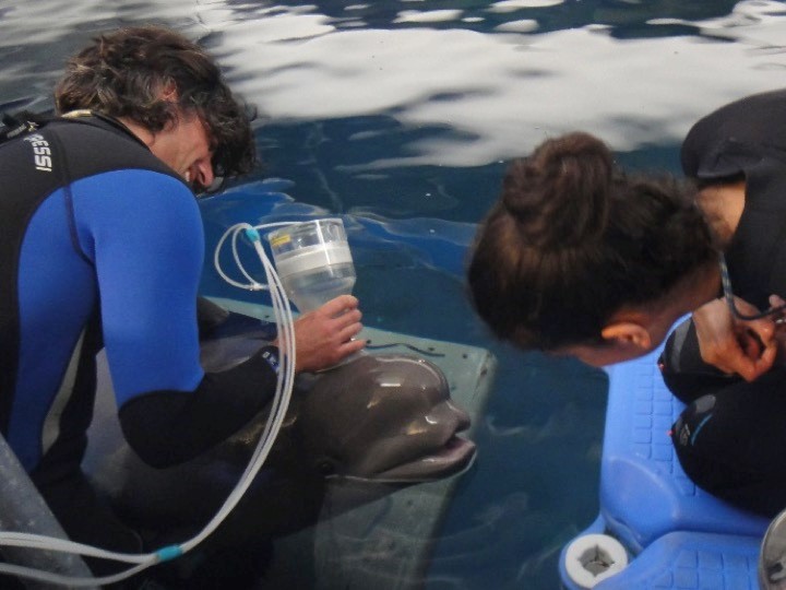 CaptMeasuring expired gasses and spirometry from a beluga whale.