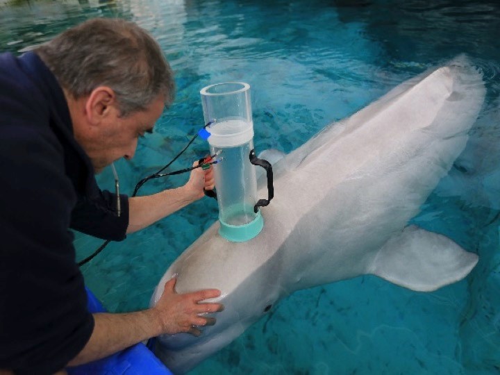 CaptiLung function testing of a beluga whale.