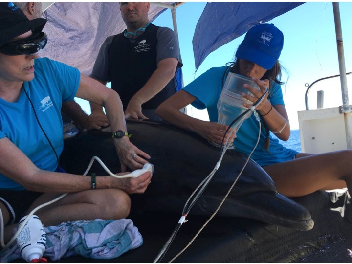 CapLung function/spirometry, and ultrasound testing of a wild dolphin.