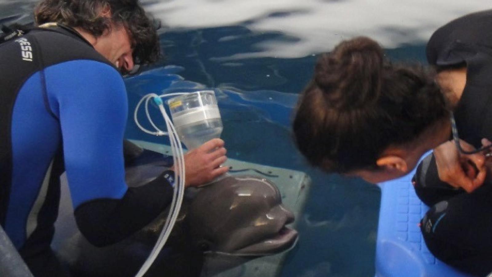 CaptMeasuring expired gasses and spirometry from a beluga whale.