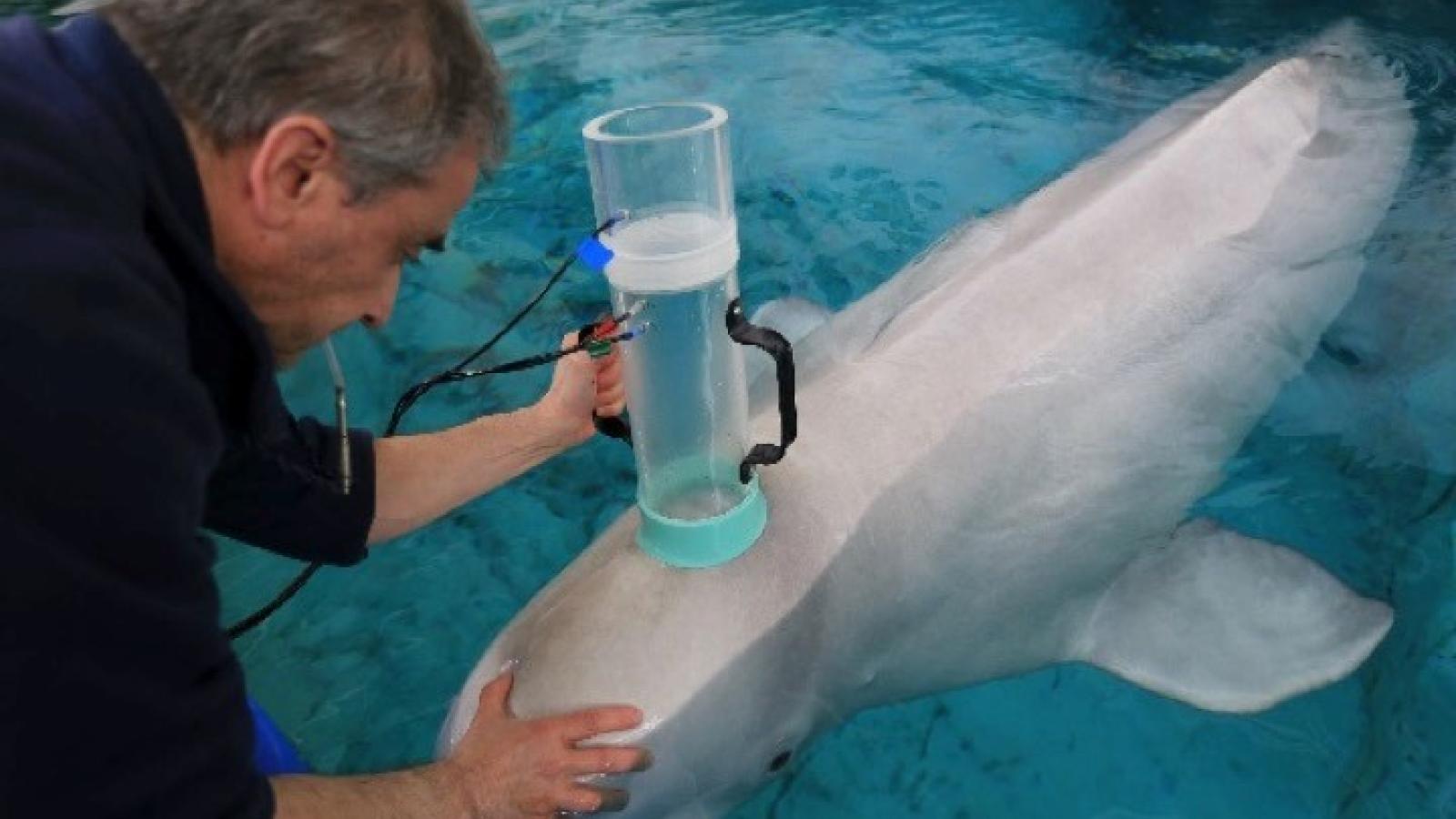 CaptiLung function testing of a beluga whale.
