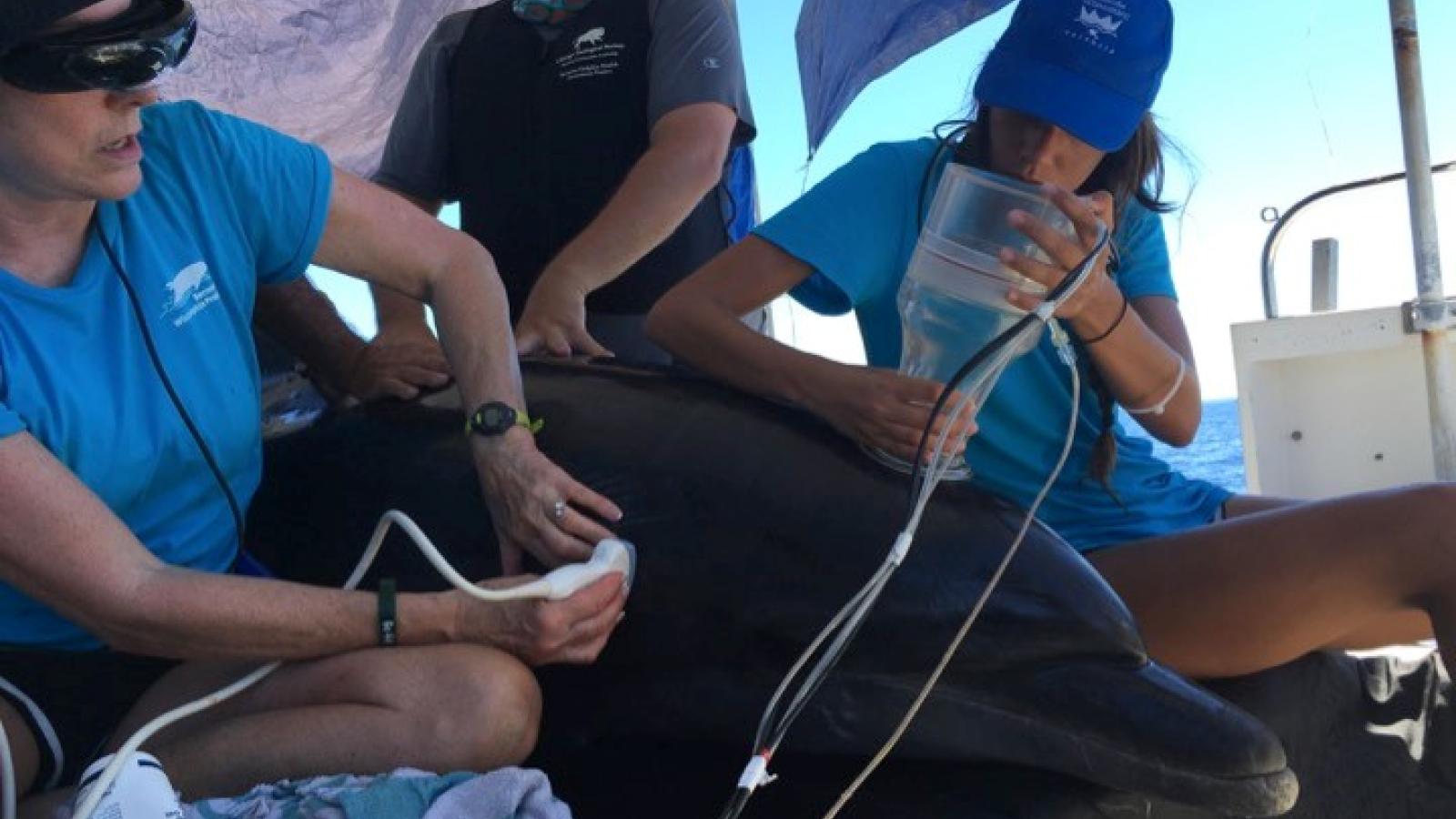 CapLung function/spirometry, and ultrasound testing of a wild dolphin.
