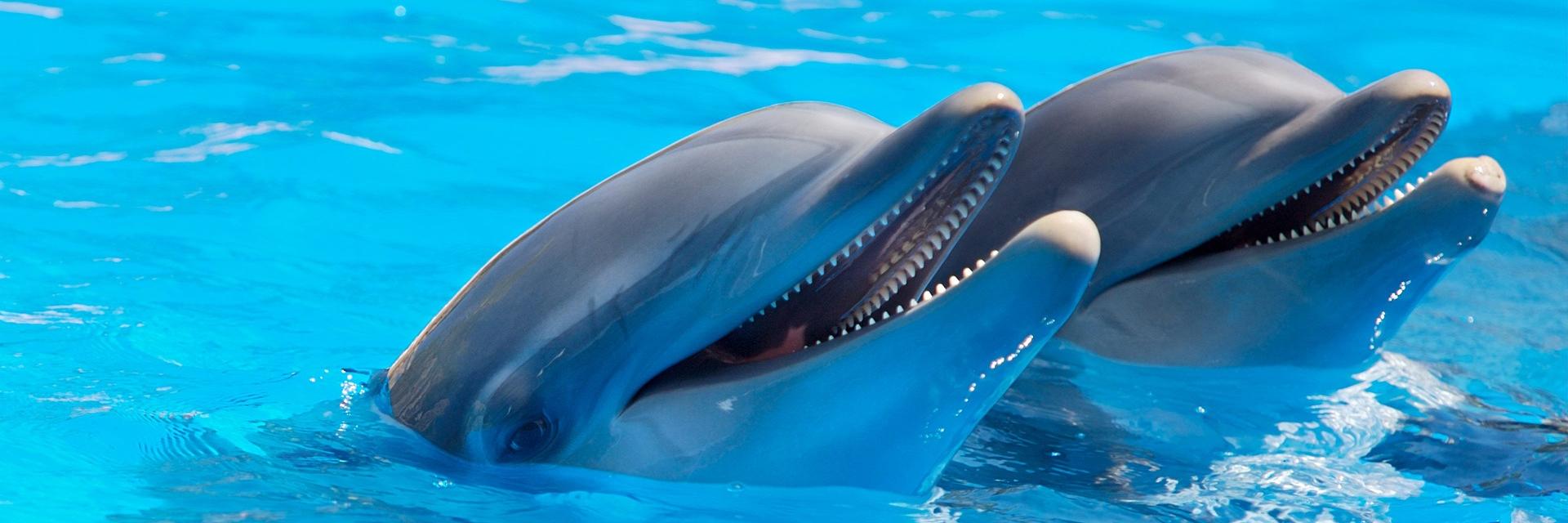 GEMINI, physiological capacity of dolphins, metabolic rates