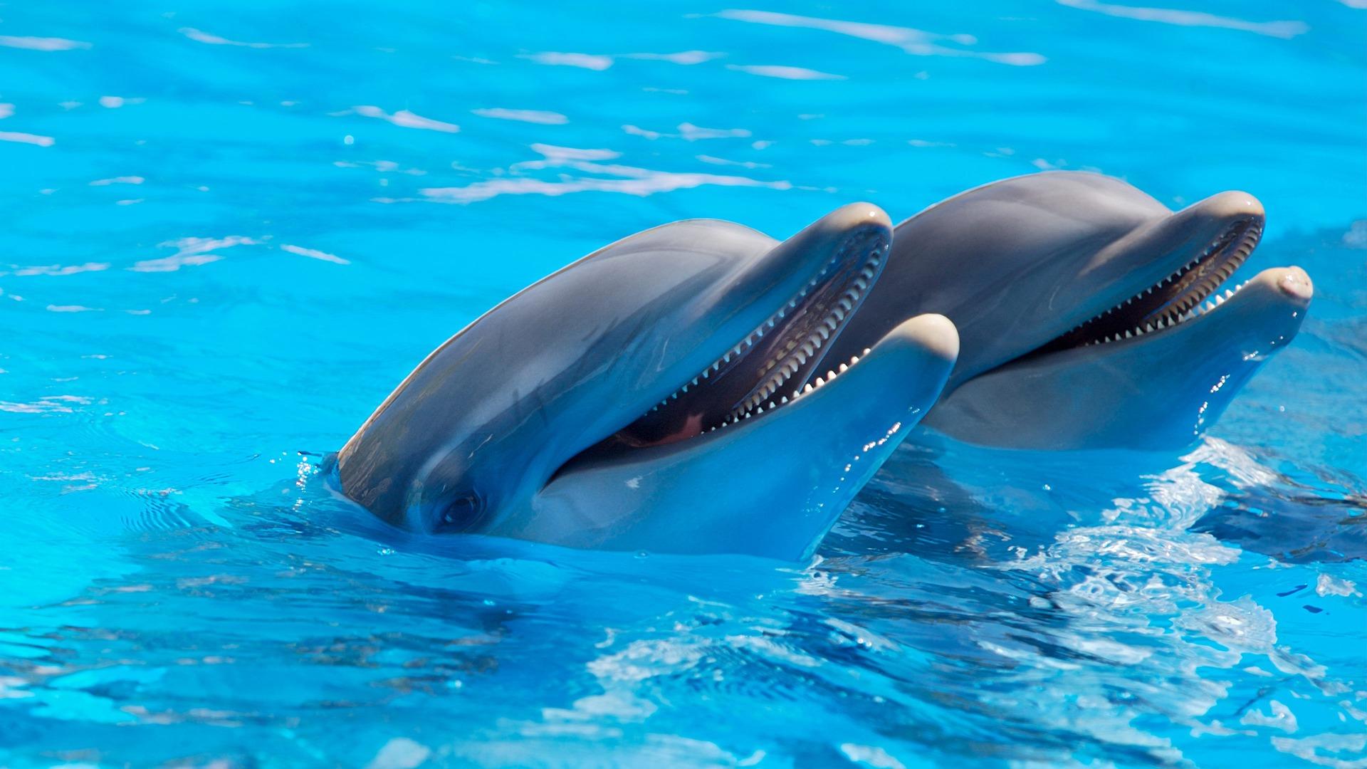 GEMINI, physiological capacity of dolphins, metabolic rates